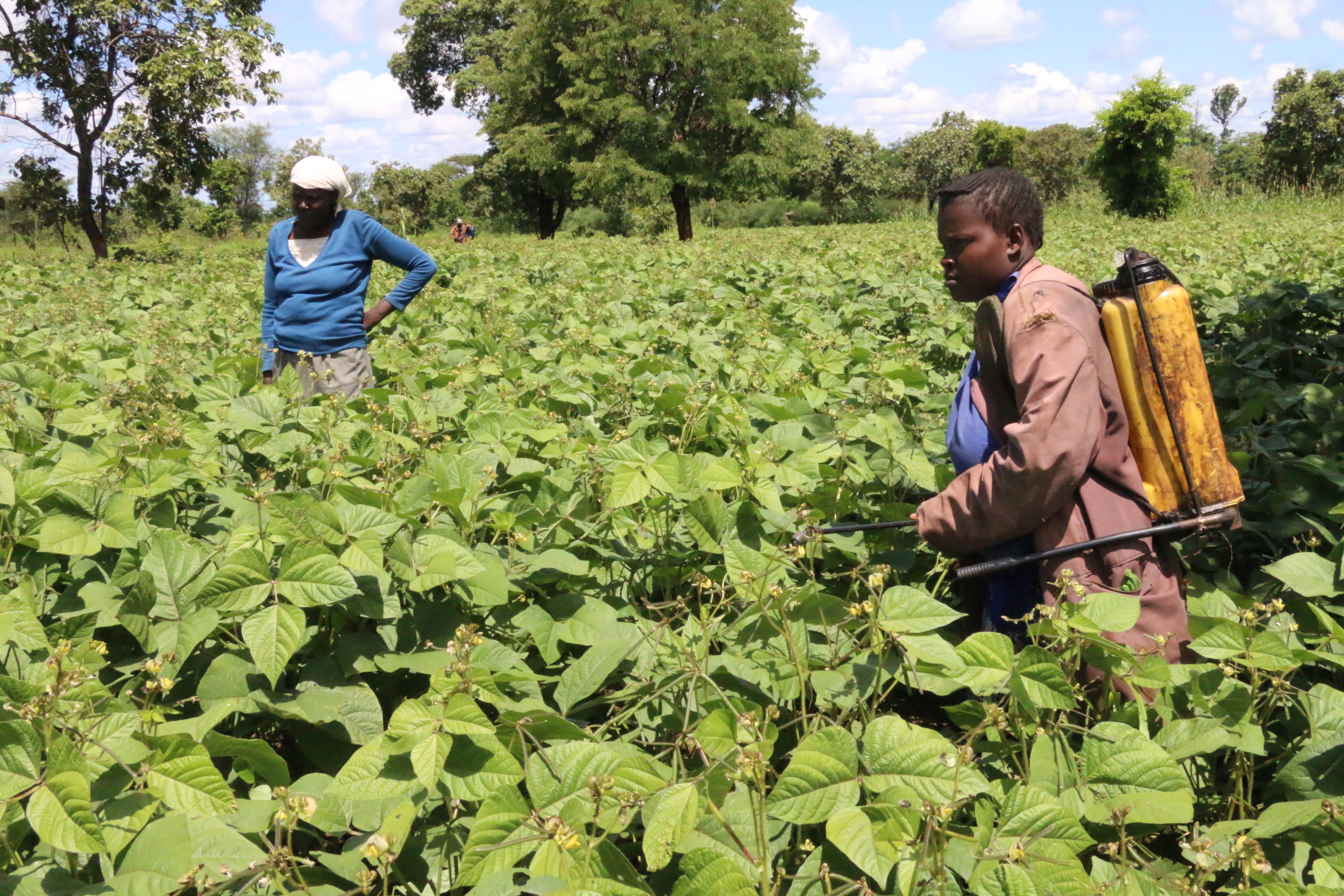 30,000 FARMERS BENEFIT IN PROGRAMME TO BOOST INCOMES, FOOD SECURITY