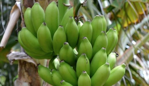 Fortunes change with tissue culture banana