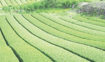 Concerns over decreasing sizes of tea farms