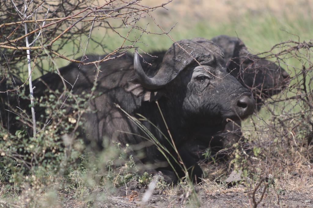 MERU NATIONAL PARK