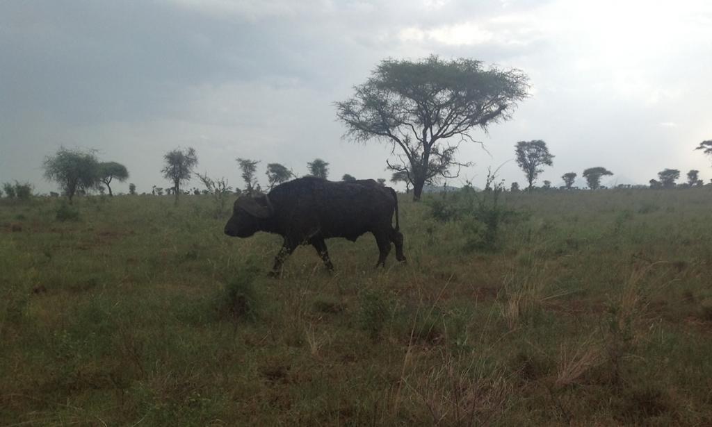 Meru Tourism - Meru National Park