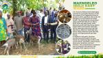 Governor Bishop Kawira Mwangaza Facilitates Distribution of 128 Toggenburg Dairy Goats in Gitine, Igoji East Ward Through ELRP.
