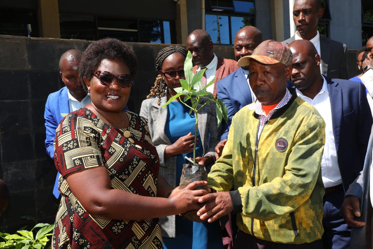 Governor Bishop Kawira Mwangaza Launches Distribution of 24,000 Avocado Seedlings to Boost Meru's Agricultural Value Chain